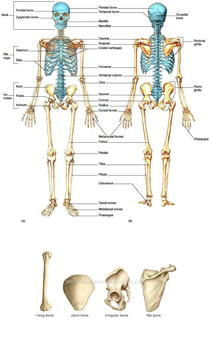 skeletal-system-interactive-worksheet